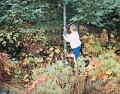 Anne pruning clearwood plantation